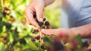 Recolección de moras silvestres en su entorno natural