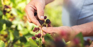 Recolección de moras silvestres en su entorno natural